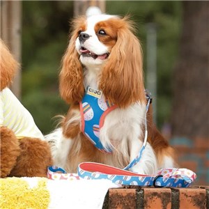 SZELKI DWUSTRONNE FOODIE XS 30-39cm